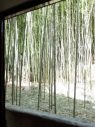 京都らしい、竹藪。